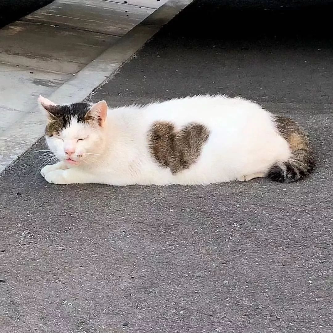 天生自带爱心纹身的猫咪们,天使在猫间~_花纹