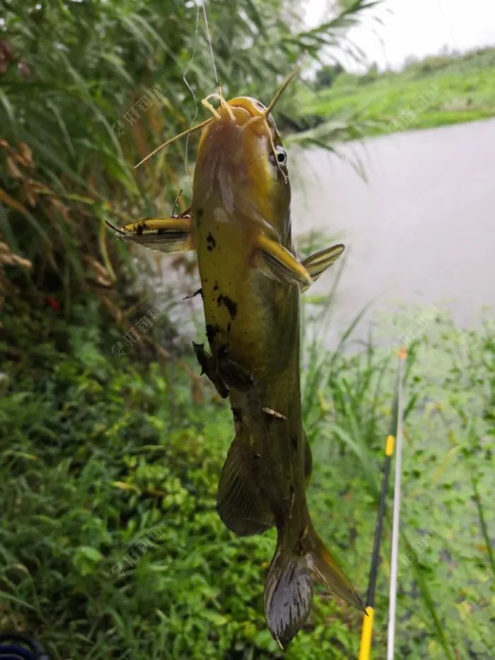 超级台风天也是钓黄颡鱼的好时机大风大雨中兄弟共进退