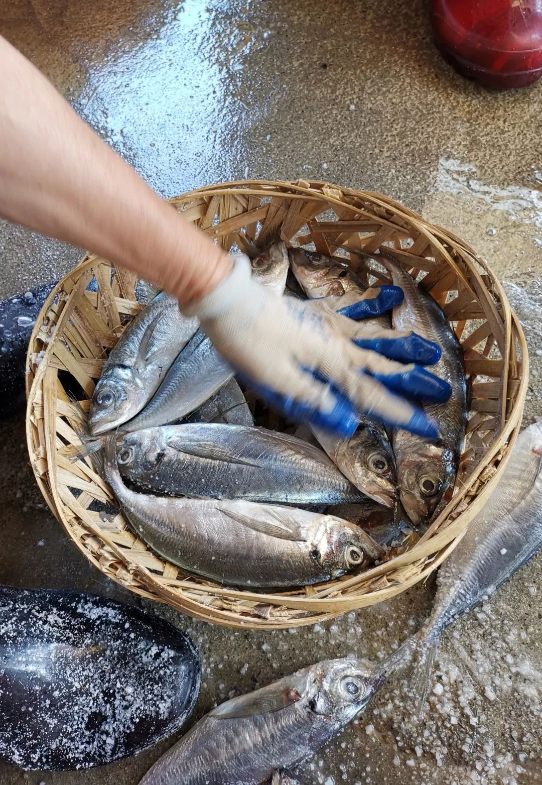 不用去鳞抛肚,在盐水中浸泡20分钟,即可摆入青竹编制的竹筐中.