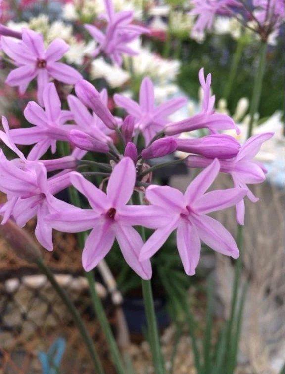 紫娇花种地里一开一大片还能养花盆却是散发韭菜味能炒着吃