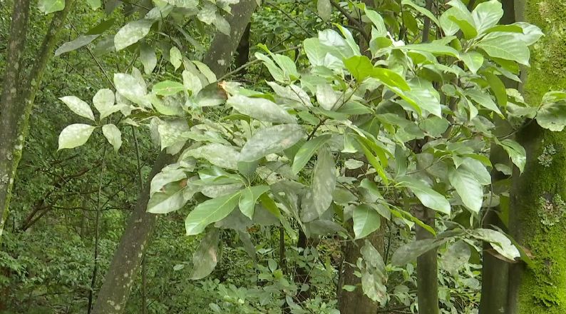 这种天然饮料你喝过吗?攀枝花一农户成功种植野生甜茶,已年入20万元