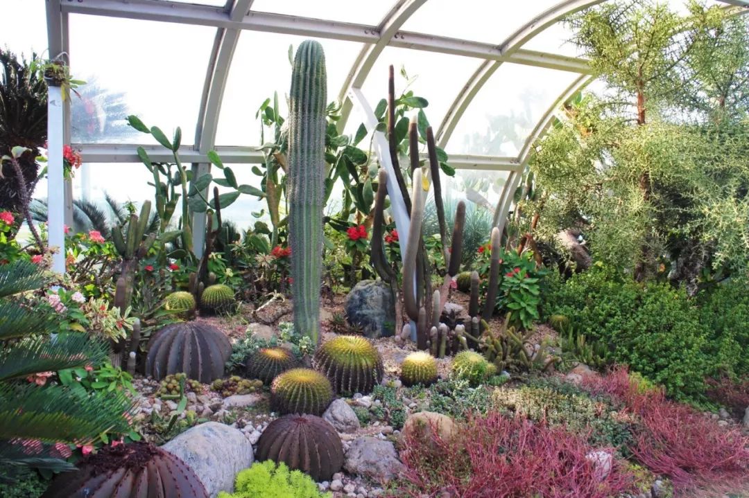 樟宜机场的仙人掌花园,生长着超过100种来自亚,非,美洲沙漠和干燥区域