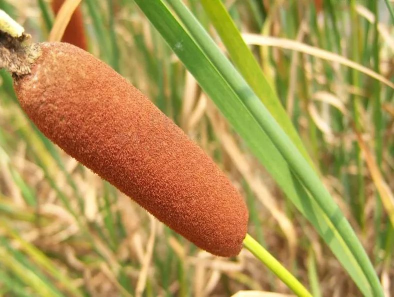 蒲苇:最有文化的野草_蒲草
