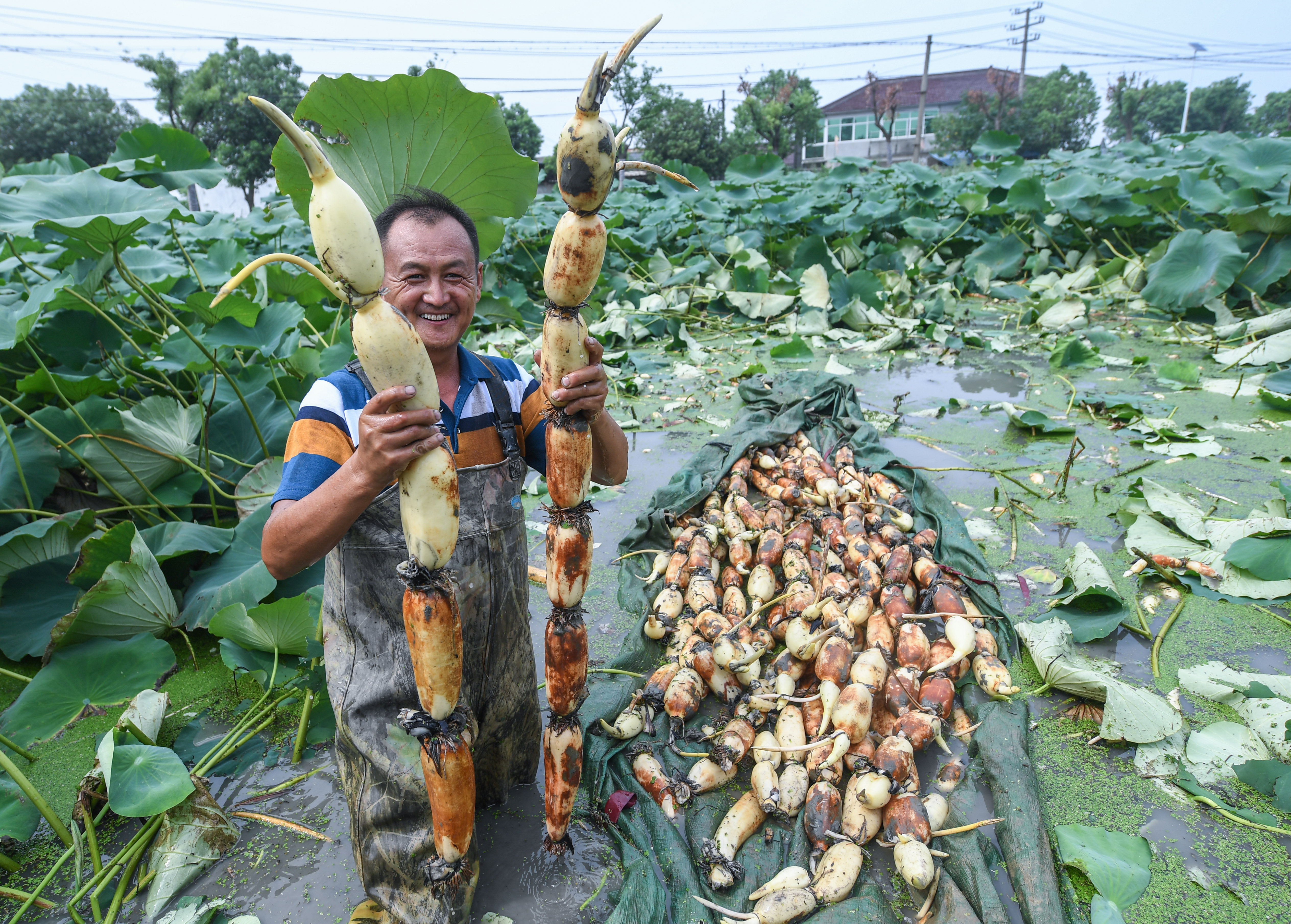 浙江湖州荷塘开启莲藕丰收季