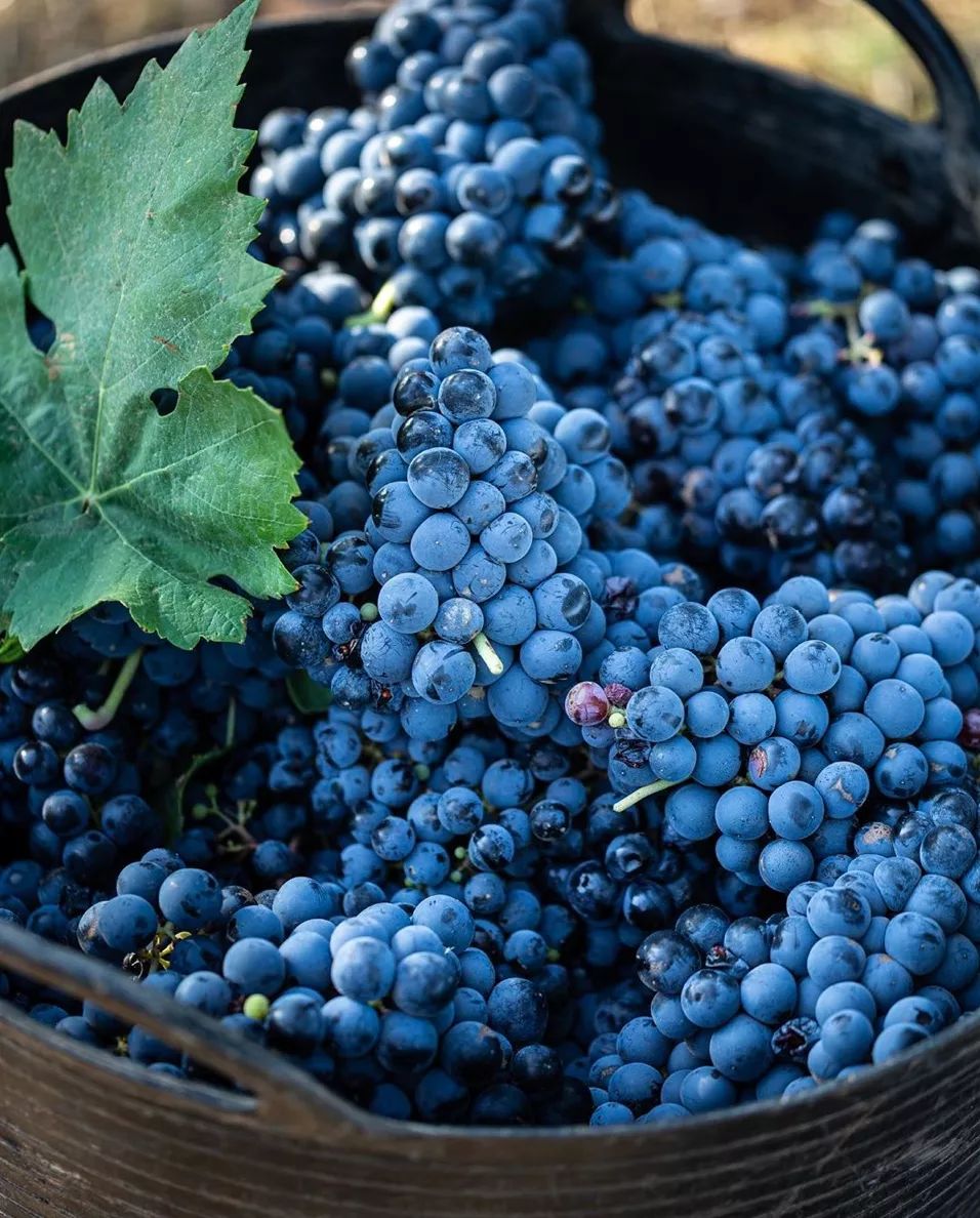 拿起酒杯遇见梦中的西班牙