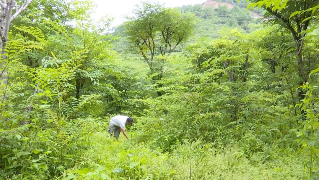 空气清新,怡然自得,这些得益于那一片片成荫的树头菜