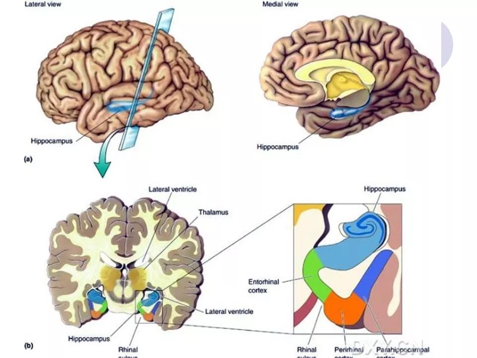 颅脑海马解剖图图片