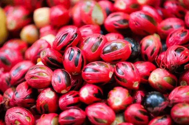 豆蔻百态:不仅指青涩少女,还可以是堕落"迷幻药"