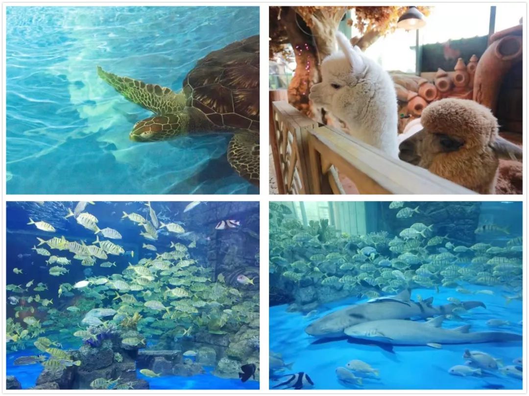 99元双人畅玩【宁夏bhg幻太奇海洋公园】!