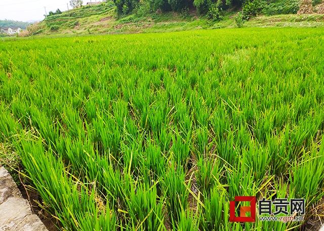 今年自贡市再生稻预计产量14万吨