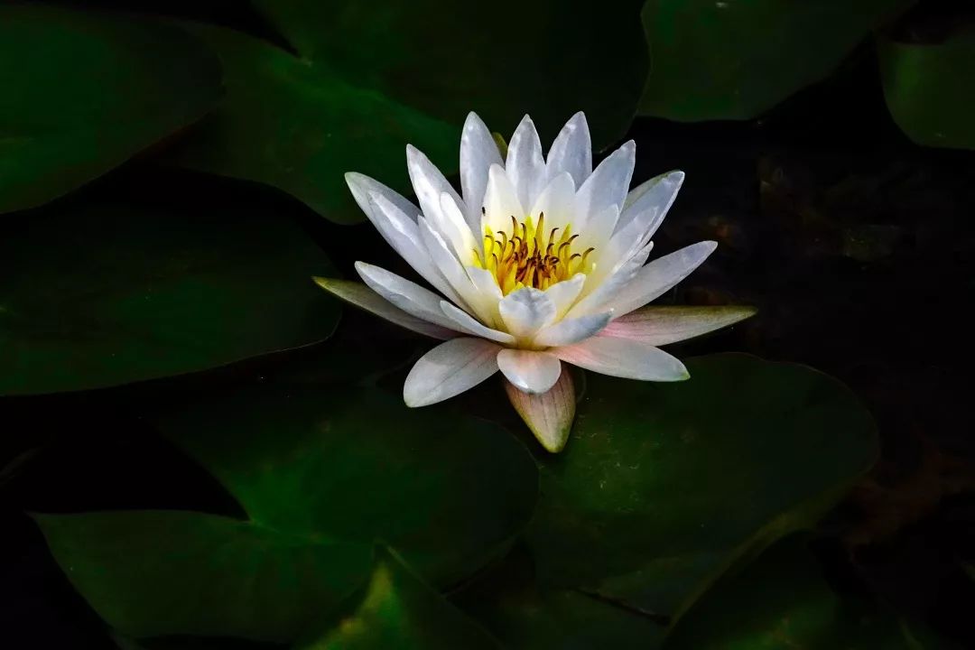 作者:漯河～杜《绿色》作者:乔向阳《荷塘》 作者:春雨《香丝草》作者