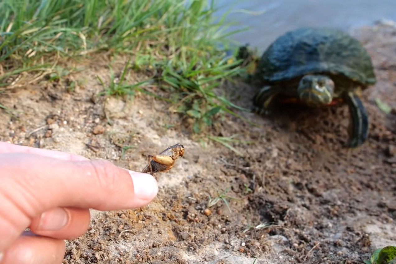 美国男子养殖乌龟用蟋蟀喂养乌龟吃的真香
