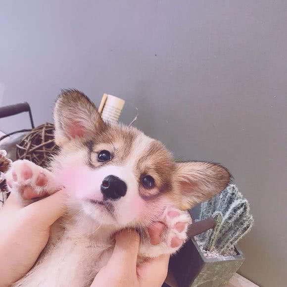 小姐姐养了三只宠物两只布偶猫一只柯基犬家里有矿无误了