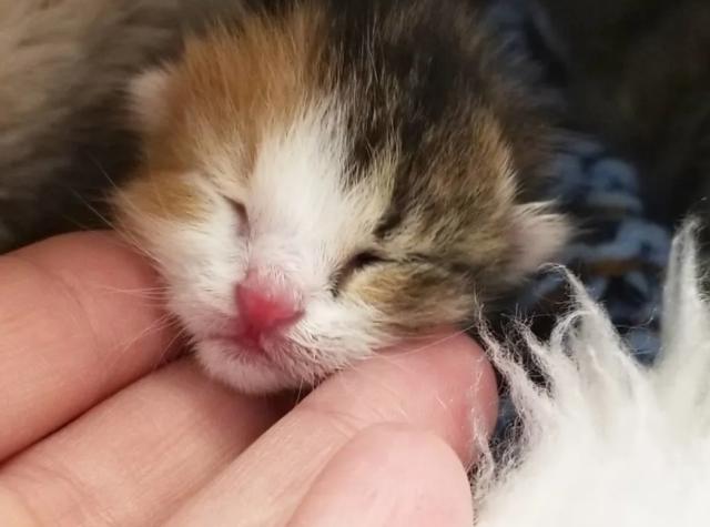 好心人捡回一只小猫崽,由于没时间照顾,只好让家猫喜当爹了