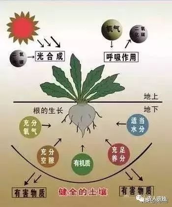 作物生长慢不是黄就是矮全都是这些因素惹的祸