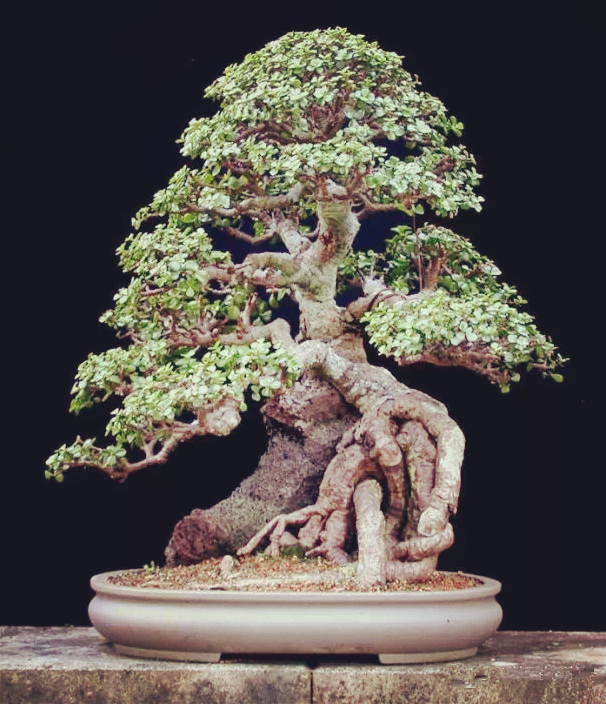 鉴赏漂亮的附石盆景令人爱不忍释