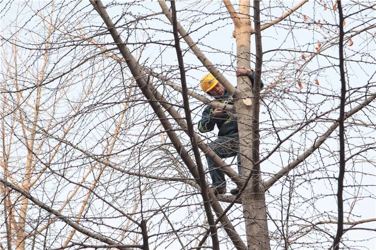 园林树木的养护管理_修剪