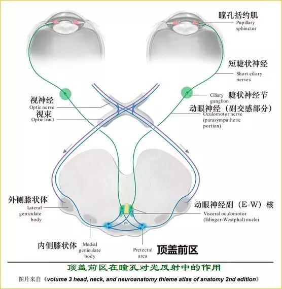 脑干解剖内非颅神经核之中继核大全