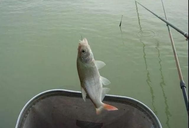 有时红脸棒上钩后也会连上几口,但总体来说还是上鱼较慢