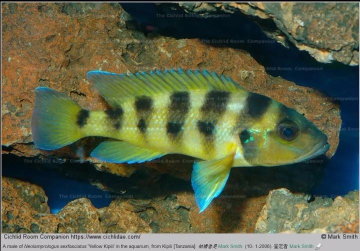 neolamprologus sexfasciatus gold kipili六间天堂鸟'金六间'细鳞