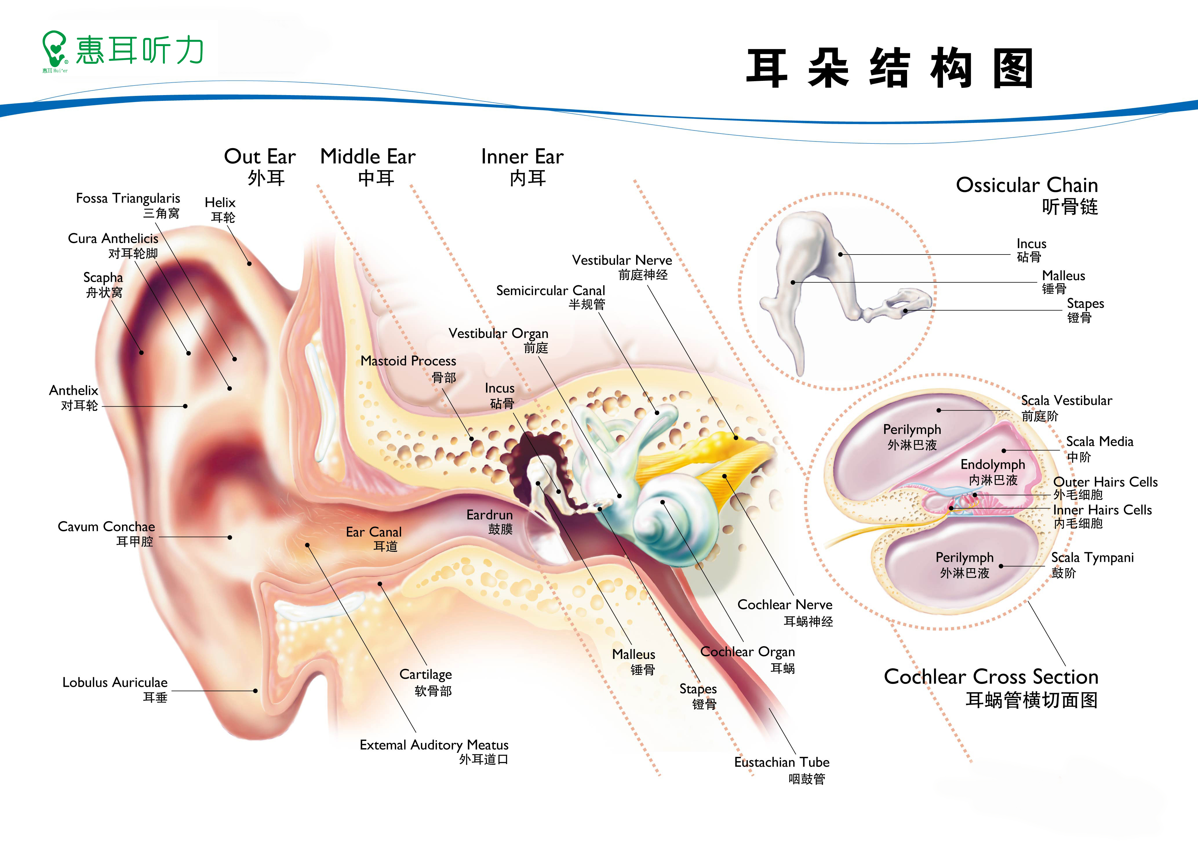 人体耳朵结构图解图片