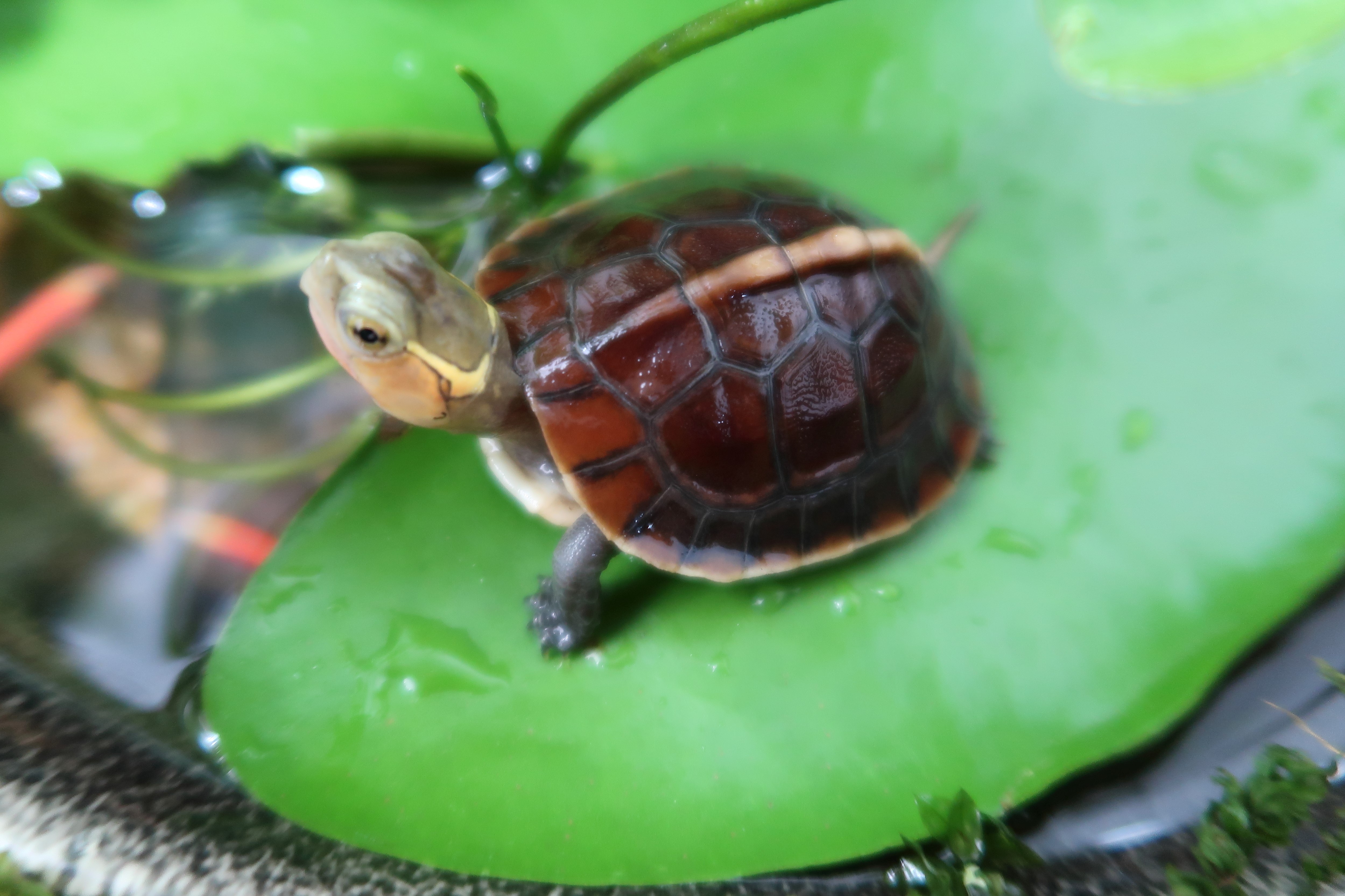 半水龟黄缘自然课 环境湿度的注意事项 上