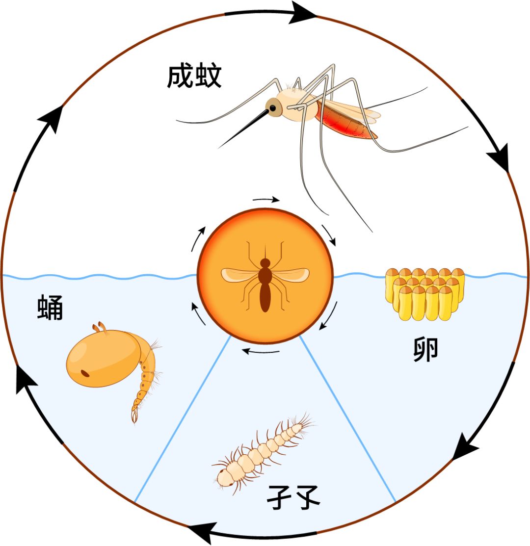 开学啦大家齐动手端掉蚊子窝莫让登革热进校园