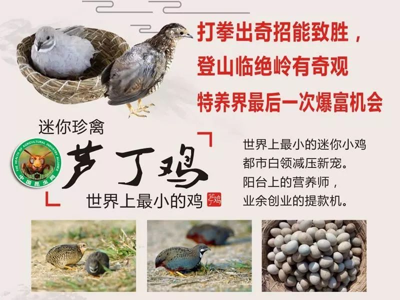 芦丁鸡营养价值高,市场前景好.