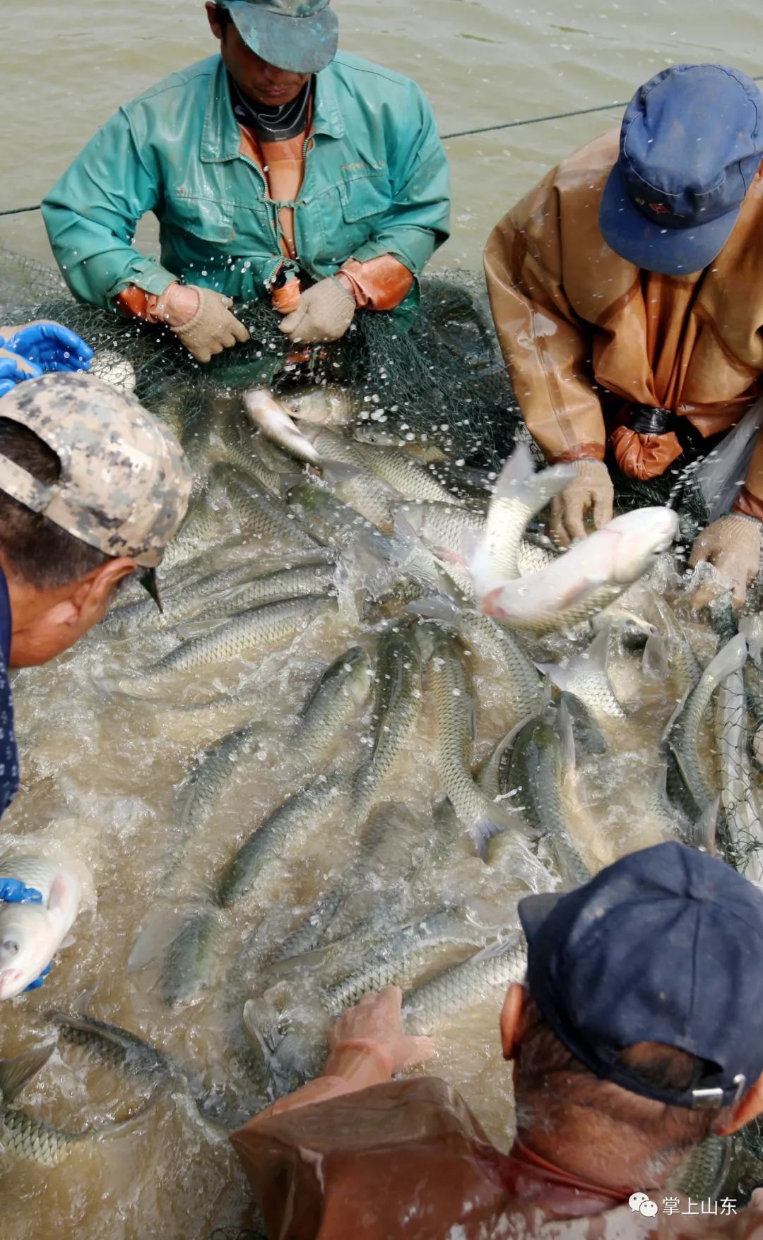 引黄河水养鲤鱼济南这里的鲤鱼可以跃龙门