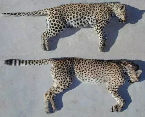 来自非洲的猎豹只会喵喵叫