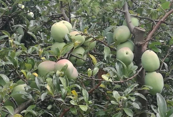 纳凉摘木瓜呼吸新鲜空气昆明这个藏在闹市的秘境你去过吗
