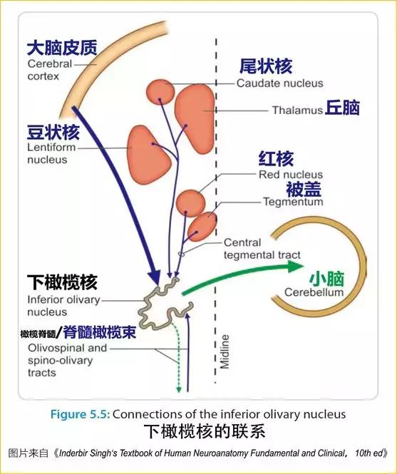 橄榄体解剖图片