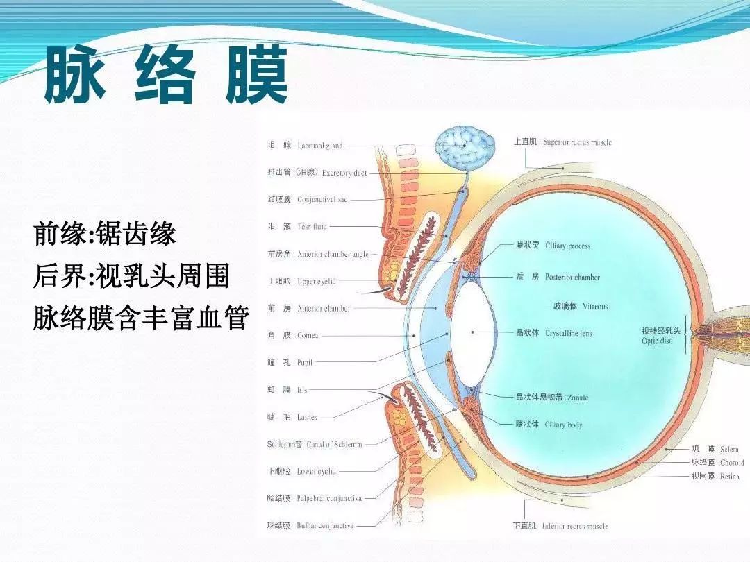 眼科基础解剖图集(验光师请收藏!