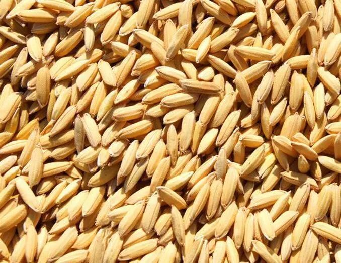 水稻种子质量问题的表现有哪些?