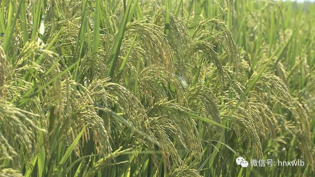 "巨型稻"是由夏新界和袁隆平院士团队联合研发的一种杂交水稻新品种