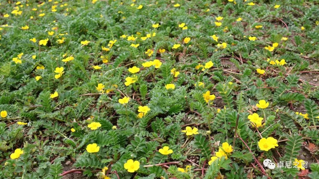 我们初步确定了土特产开发,羊肚菌,蕨麻,药材种植这样几个扶贫产业