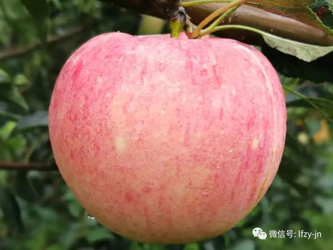 高山圣果苹果采摘季你喜欢的红露苹果济南龙凤庄园