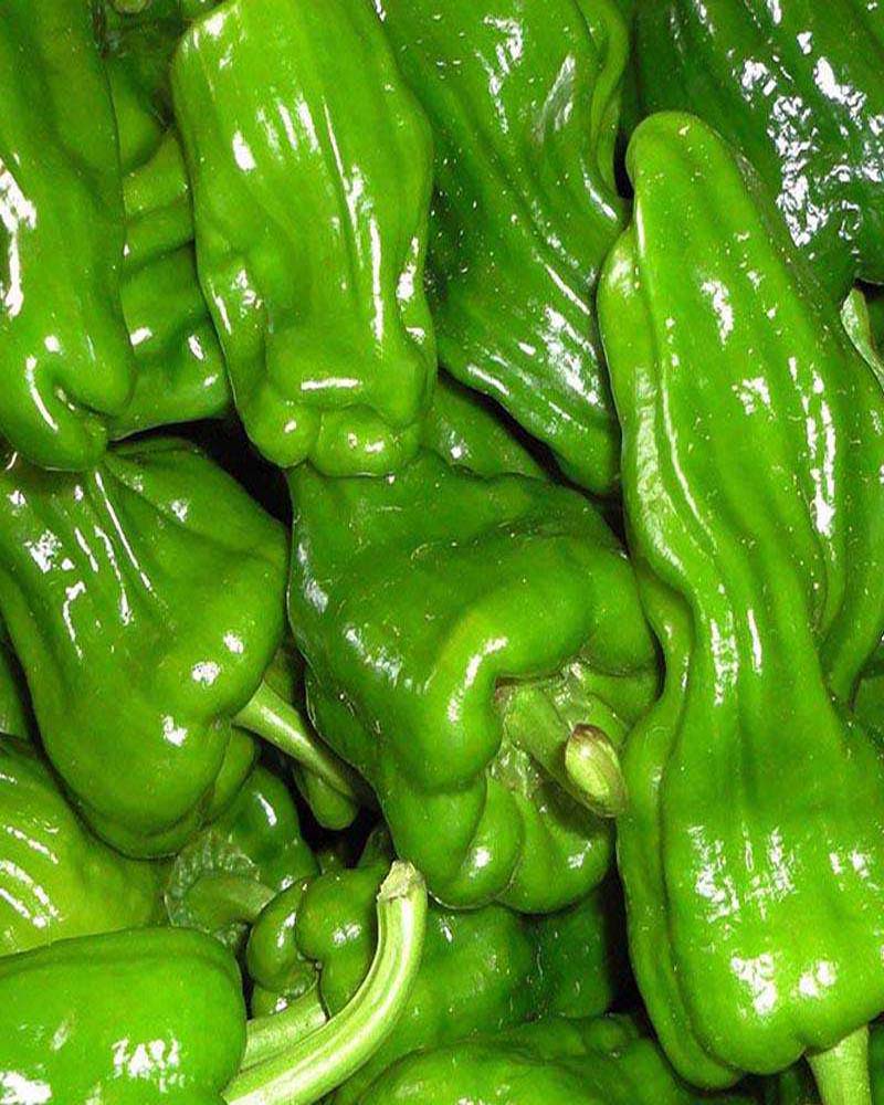 薄皮之王高产芜湖椒辣椒_栽培