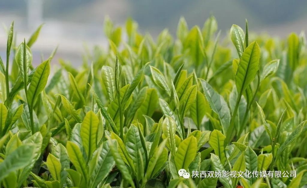 茶之美_茶叶
