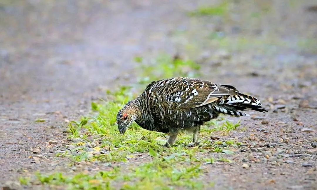 同样是鸡,大兴安岭这两只鸡你可惹不起,趁早离它远点_飞龙
