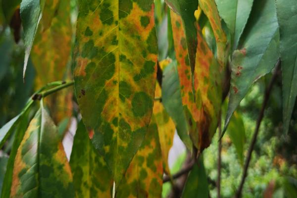 桃树的叶片红中带黄,黄中带白,这是什么情况?不施肥就会变这样_症状