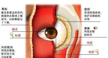 精美眼科解剖圖(眼科醫師請收藏!)_眼球