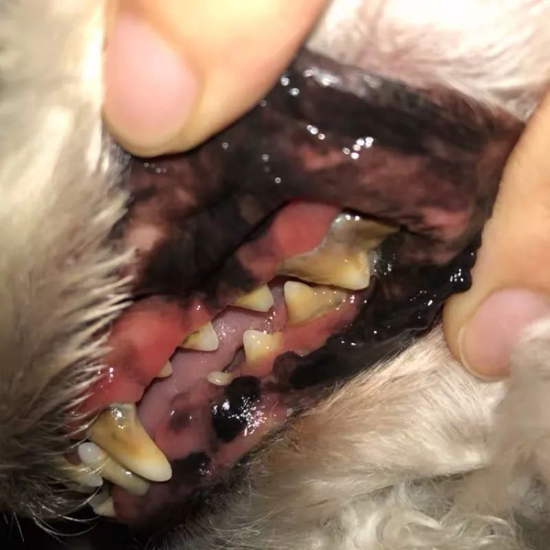 牙齿上已经有牙菌斑,或是早已形成厚厚的牙垢,需要尽快为狗狗清洁口腔