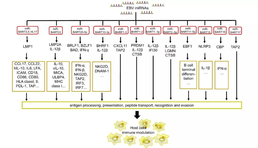 vs亮点论文推荐microrna在eb病毒免疫逃逸调控中的功能研究进展