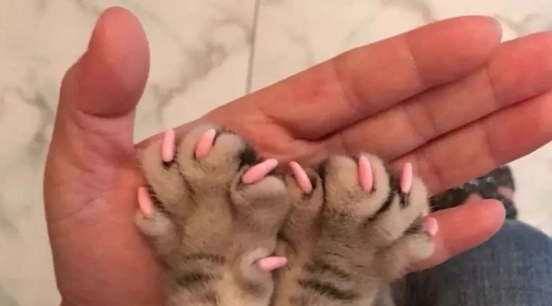 猫指甲套安全无害呸这种辣鸡玩意怎么还有人在用