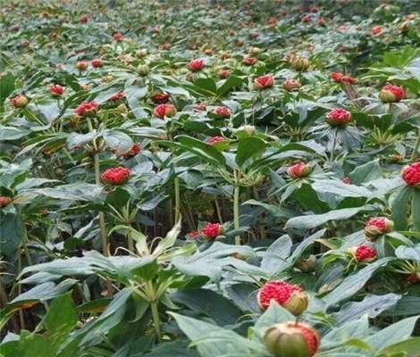 重楼等中药材根腐病要怎么防治