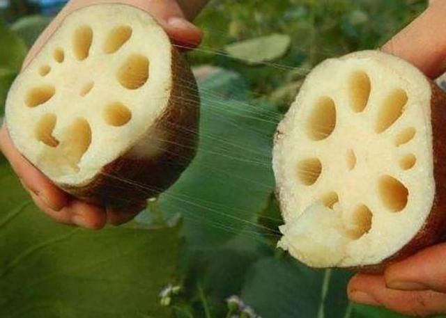 莲藕7孔还是9孔也有"讲究"?卖藕人:差别可大了!买错难以下咽