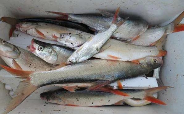 红脸棒和白鲦,翘嘴鲌一样,同属上层鱼种,都偏爱吃小虾.