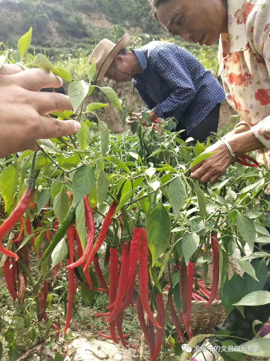 口头坝动态订单辣椒采摘忙筑龙强社奔小康口头坝乡订单辣椒喜获丰收