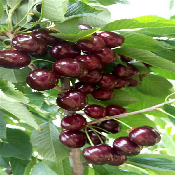 4公分矮化布鲁克斯樱桃树苗价格走势